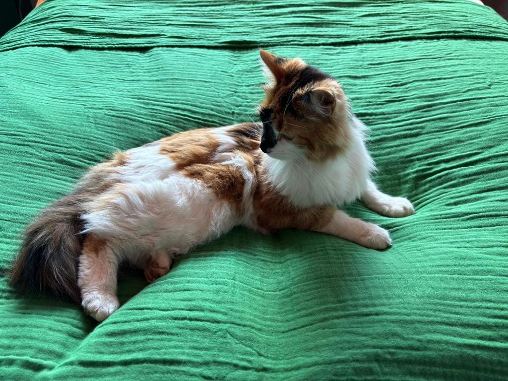 The Cat’s Cradle — 1